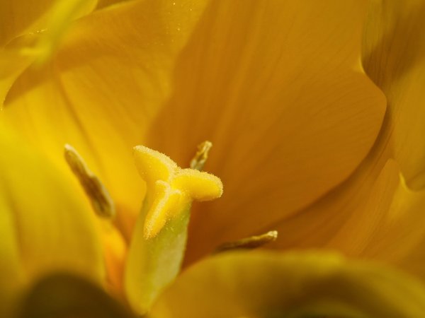 Est-il possible de séjourner dans une maison traditionnelle japonaise avec des cours de cuisine locale ?